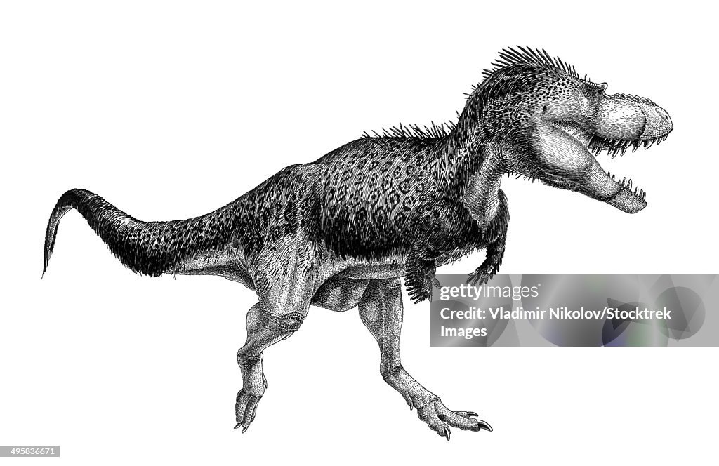 Black ink drawing of Albertosaurus sarcophagus.