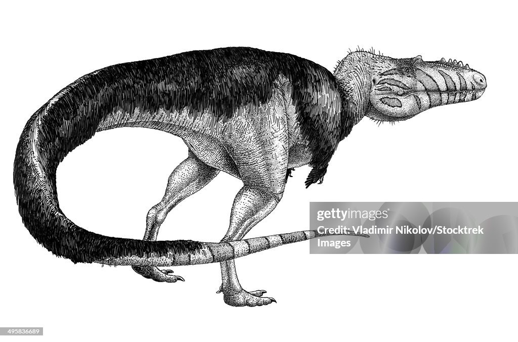 Black ink drawing of Alioramus remotus.