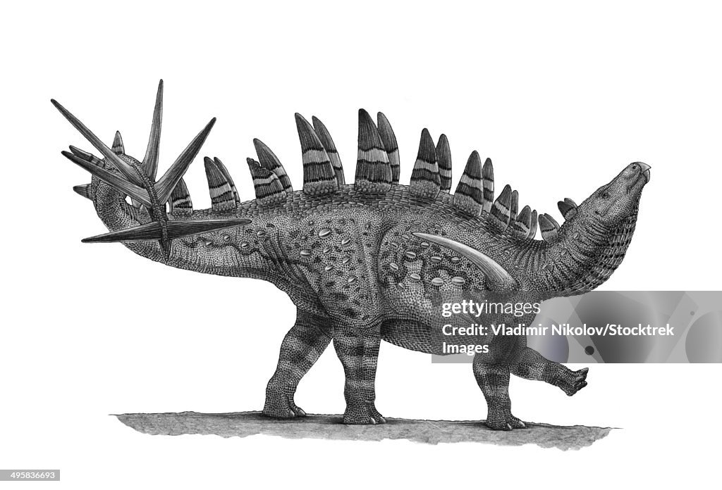 Pencil drawing of Chungkingosaurus jiangbeiensis.