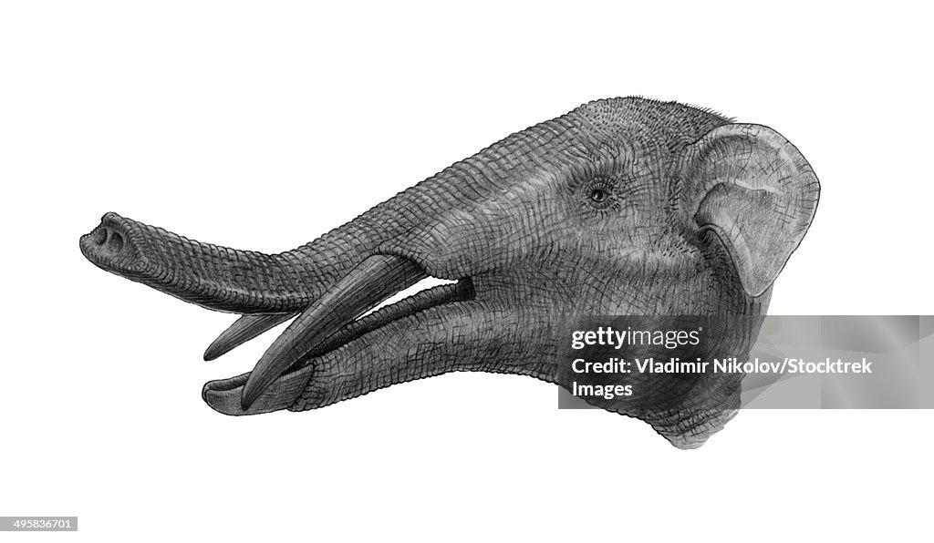 Pencil drawing of Gomphotherium.