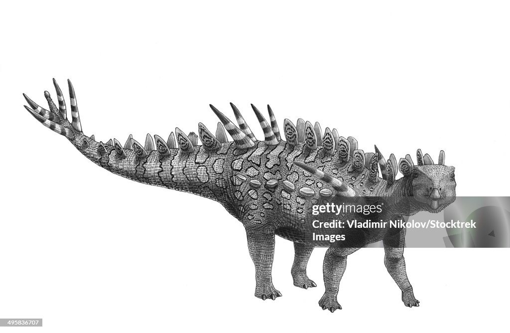 Pencil drawing of Huayangosaurus taibaii.