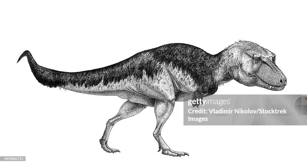 Black ink drawing of Lythronax argestes.