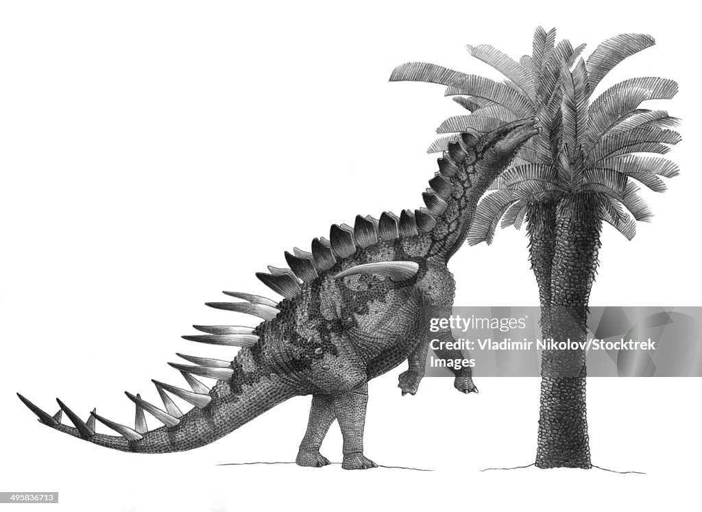 Pencil drawing of Miragaia longicollum feeding on a cycad tree.