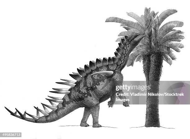 pencil drawing of miragaia longicollum feeding on a cycad tree. - cycad stock illustrations