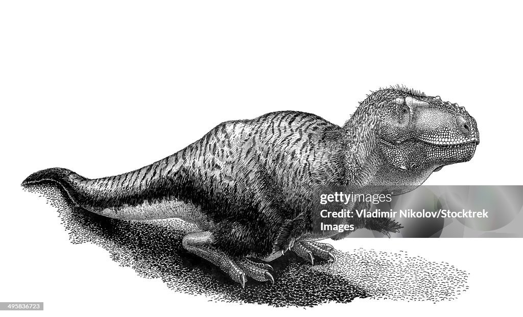 Black ink drawing of Tarbosaurus bataar.