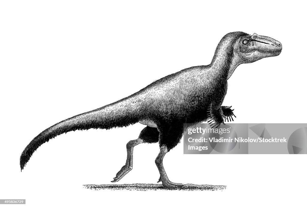 Black ink drawing of Teratophoneus curriei.