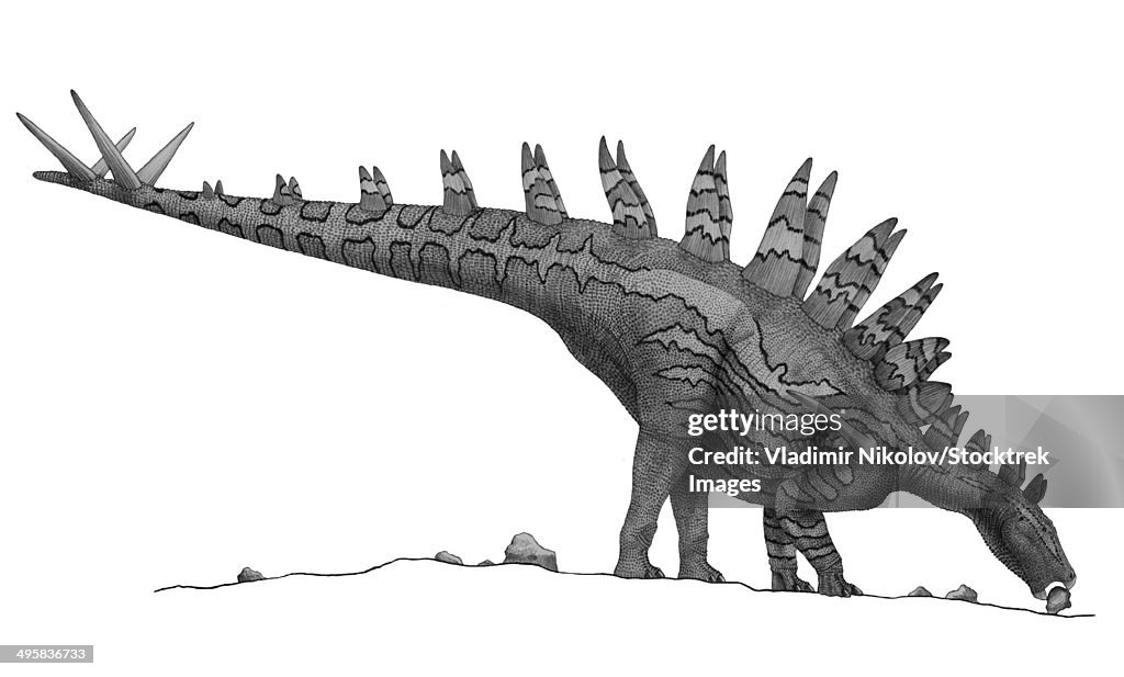 Pencil drawing of Tuojiangosaurus trying to ingest small rocks.