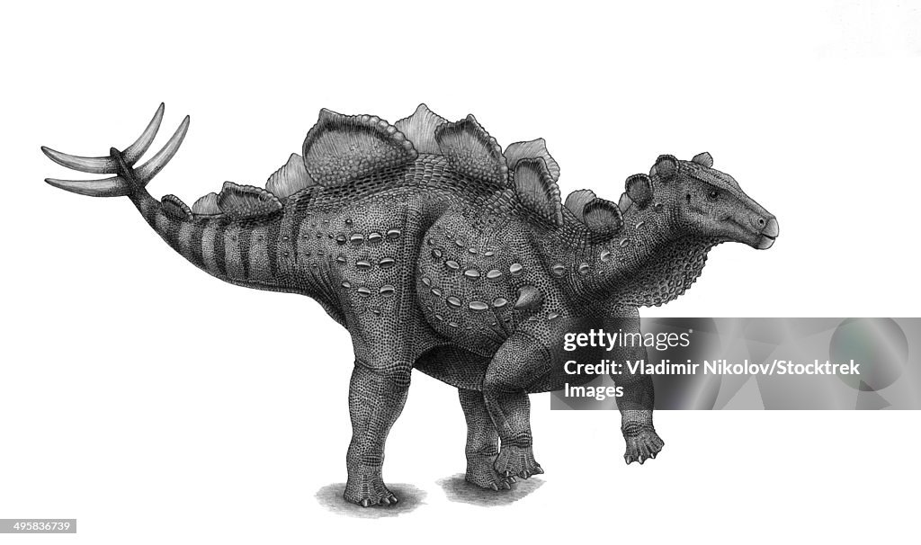 Pencil drawing of Wuerhosaurus homheni standing on its hind legs.