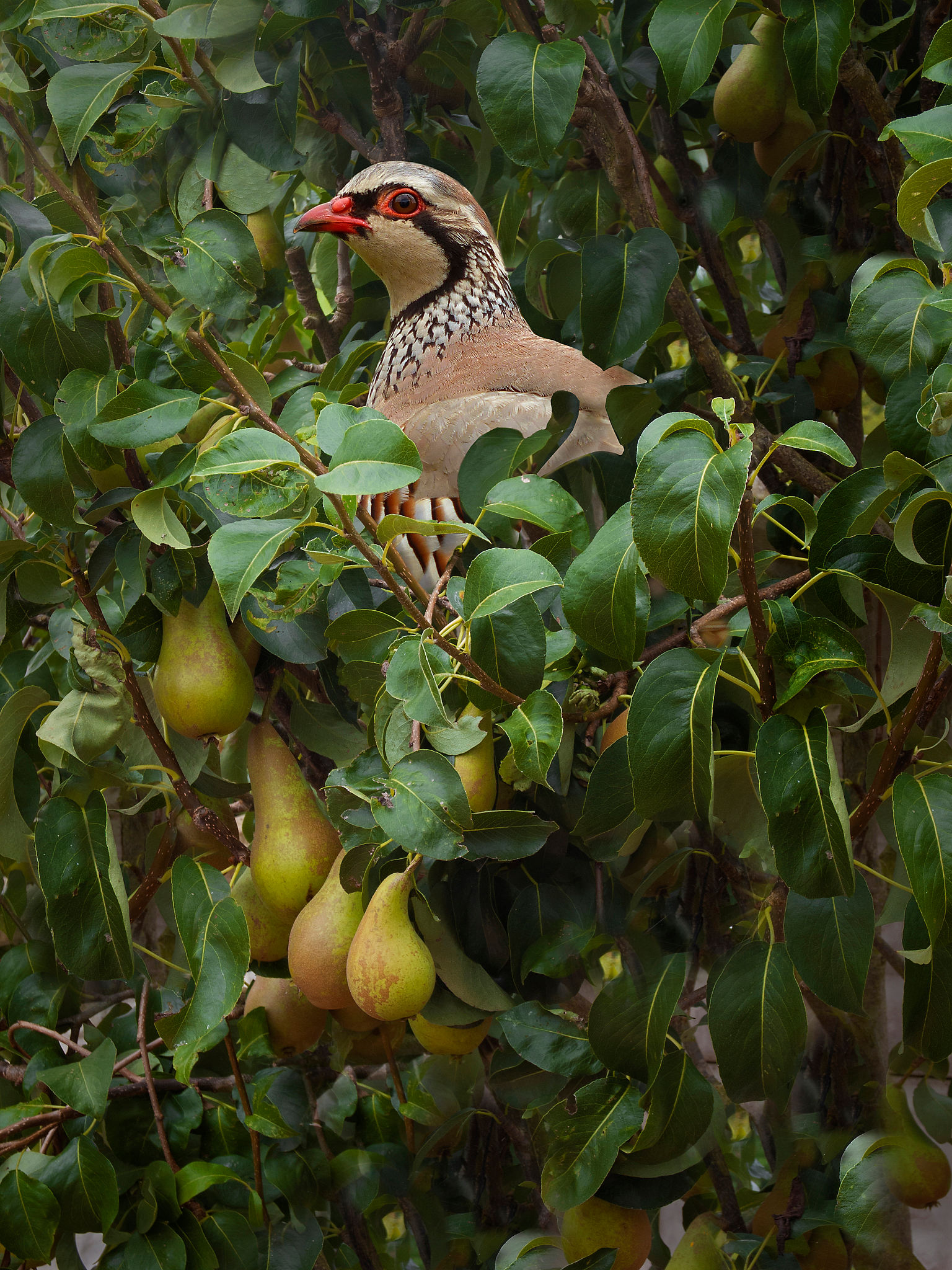 Partridge in a Pear Tree Partridge in a Pear Tree