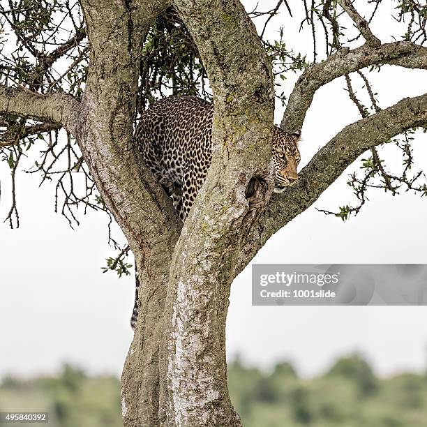 leopard - looking to prey / camouflage - thorn bush stock pictures, royalty-free photos & images