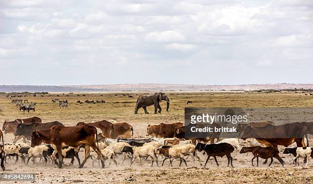 rind aus mit wildtieren in amboseli game reserve, kenia. - wild cattle stock-fotos und bilder