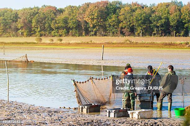 fischer mit der landung holt fische fangen fische netto - dombes stock-fotos und bilder