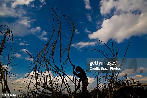 Silhouette of sugarcane cutter in the field, Pederneiras city region, Sao Paulo State, Brazil.