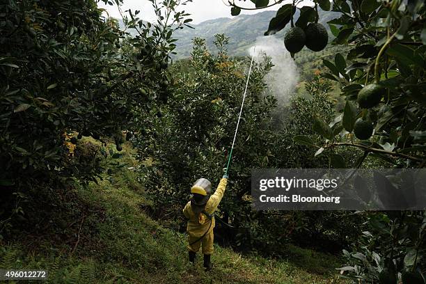 Worker fumigates avocado trees to protect them from mites, a requirement for exports, at the Finca Los Abuelos plantation in El Penol, Colombia, on...