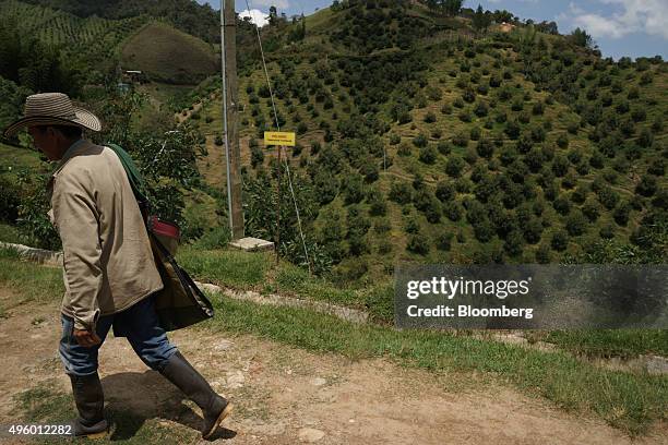 Worker walks along a road during avocado harvest at the Finca Los Abuelos plantation in El Penol, Colombia, on Thursday, Oct. 22, 2015. Colombian...