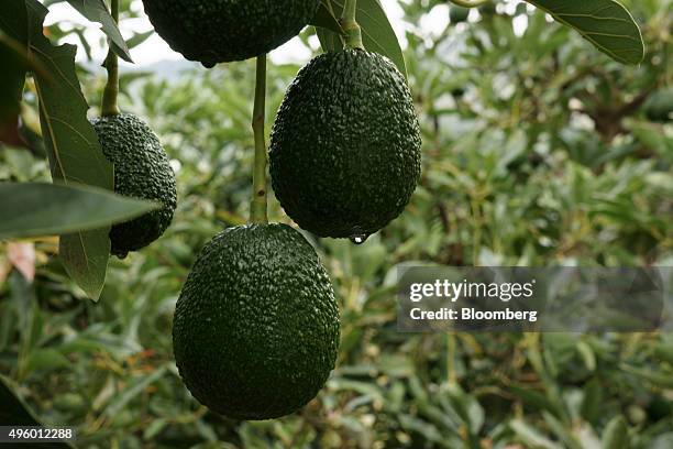 Avocados hang from a tree at the Finca Los Abuelos plantation in El Penol, Colombia, on Thursday, Oct. 22, 2015. Colombian Hass avocado exports to...