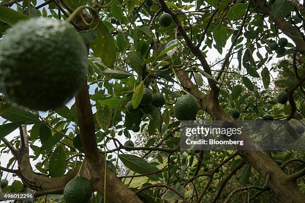 Avocados hang from a tree at the Finca Los Abuelos plantation in El Penol, Colombia, on Thursday, Oct. 22, 2015. Colombian Hass avocado exports to...