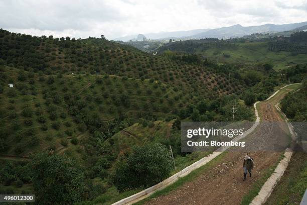 Worker heads to harvest avocados at the Finca Los Abuelos plantation in El Penol, Colombia, on Thursday, Oct. 22, 2015. Colombian Hass avocado...
