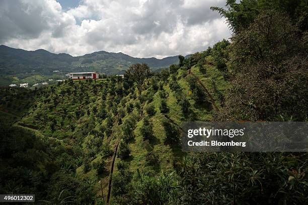 Avocado trees stand at the Finca Los Abuelos plantation in El Penol, Colombia, on Thursday, Oct. 22, 2015. Colombian Hass avocado exports to the...