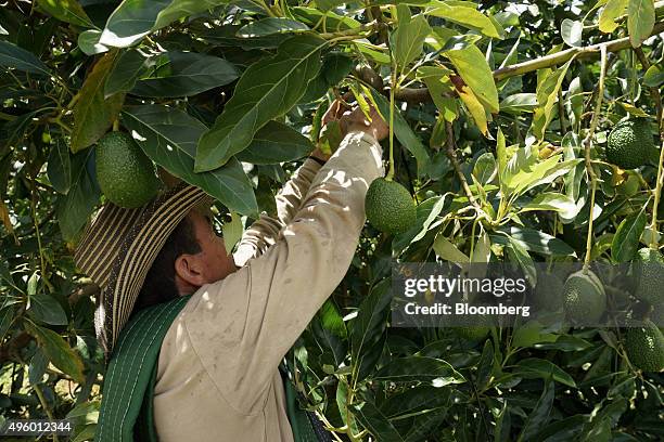 Worker harvests avocados at the Finca Los Abuelos plantation in El Penol, Colombia, on Thursday, Oct. 22, 2015. Colombian Hass avocado exports to the...