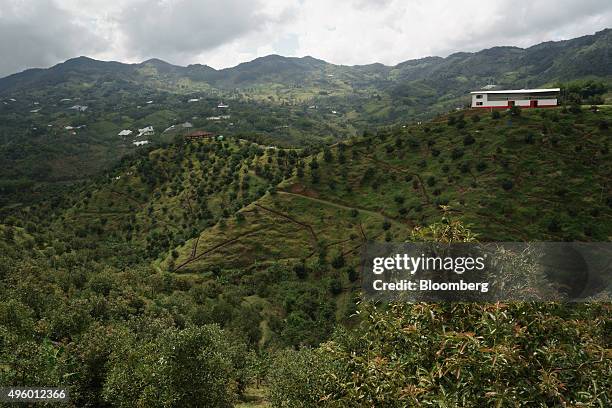 Avocado trees stand at the Finca Los Abuelos plantation in El Penol, Colombia, on Thursday, Oct. 22, 2015. Colombian Hass avocado exports to the...
