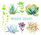 Watercolor succulents.