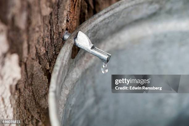 dripping sap - latex stockfoto's en -beelden