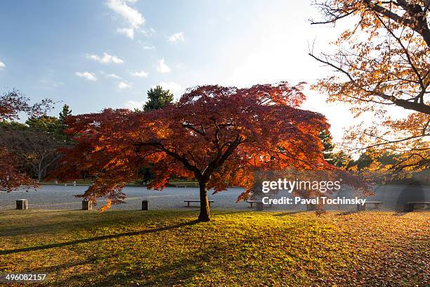 fall colors in kyoto imperial palace gardens - palazzo imperiale di kyoto foto e immagini stock