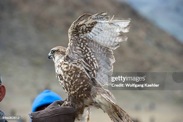 Man holding a saker falcon at the Golden Eagle Festival on the festival grounds near the city of Ulgii in the Bayan-Ulgii Province in western...
