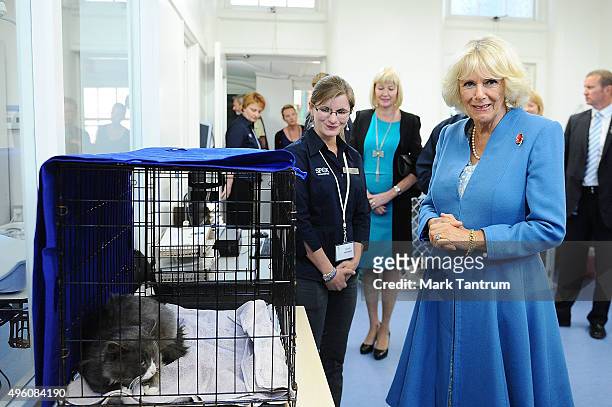 Camilla the Duchess of Cornwall during her visit to the Wellington SPCA stops in at the surgery on November 7, 2015 in Wellington, New Zealand. The...