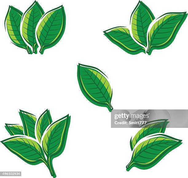 tobacco leaf set. vector - tobacco leaf stock illustrations