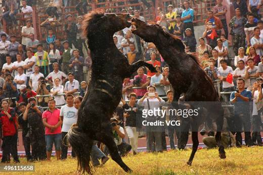Tourists and villagers watch two horses fighting each other during a horse fighting festival in Miao Autonomous County of Rongshui on November 7,...