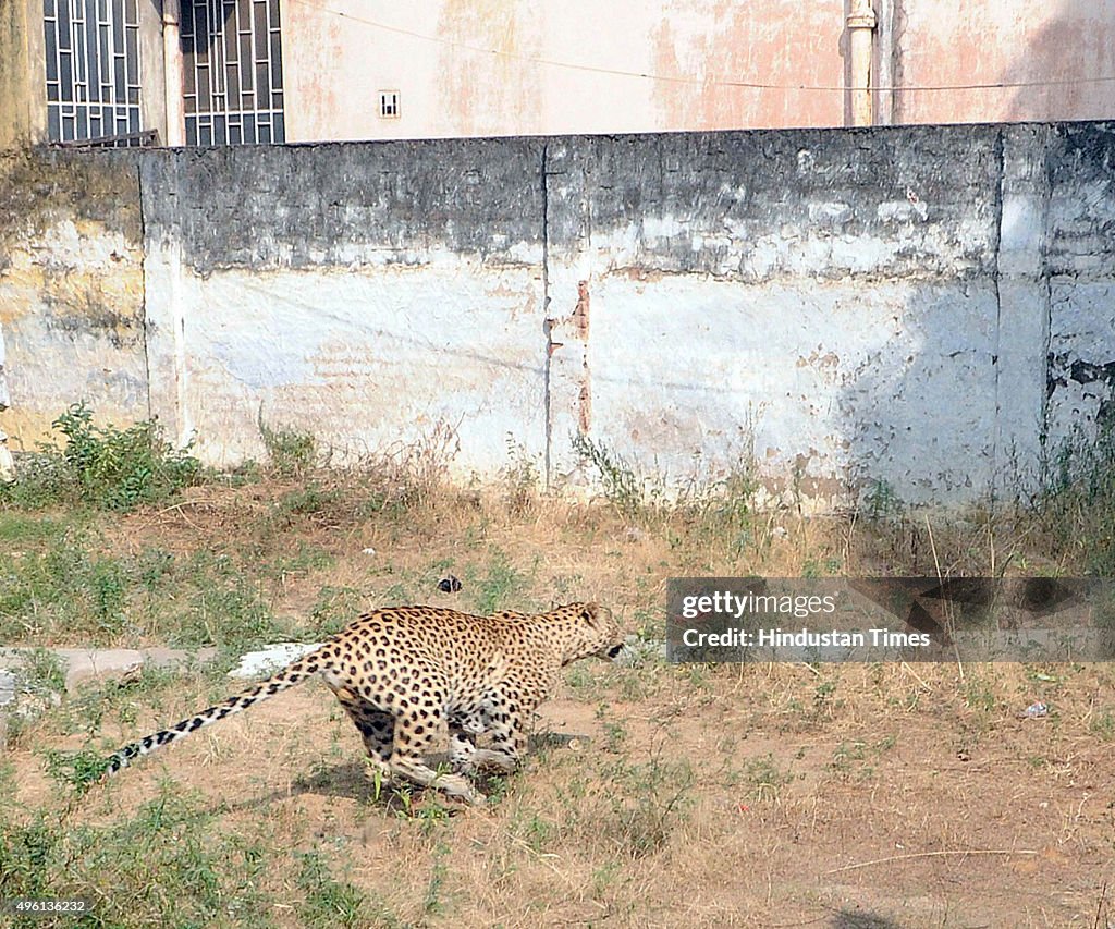 A leopard that had strayed into a house in Milap Nagar colony moves ...