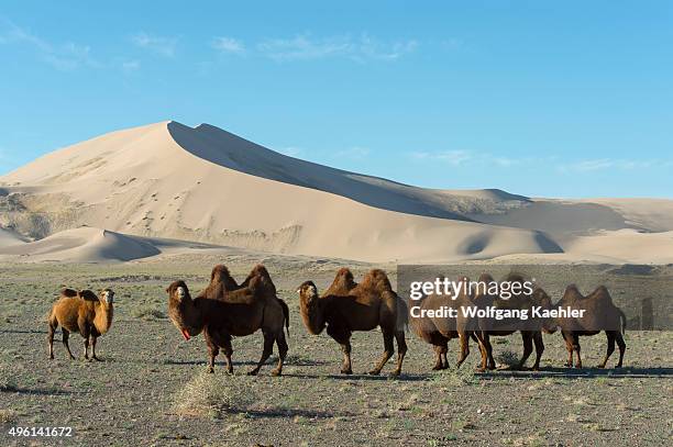 Bactrian camels grazing in front of the Hongoryn Els sand dunes in the Gobi Desert in southern Mongolia.