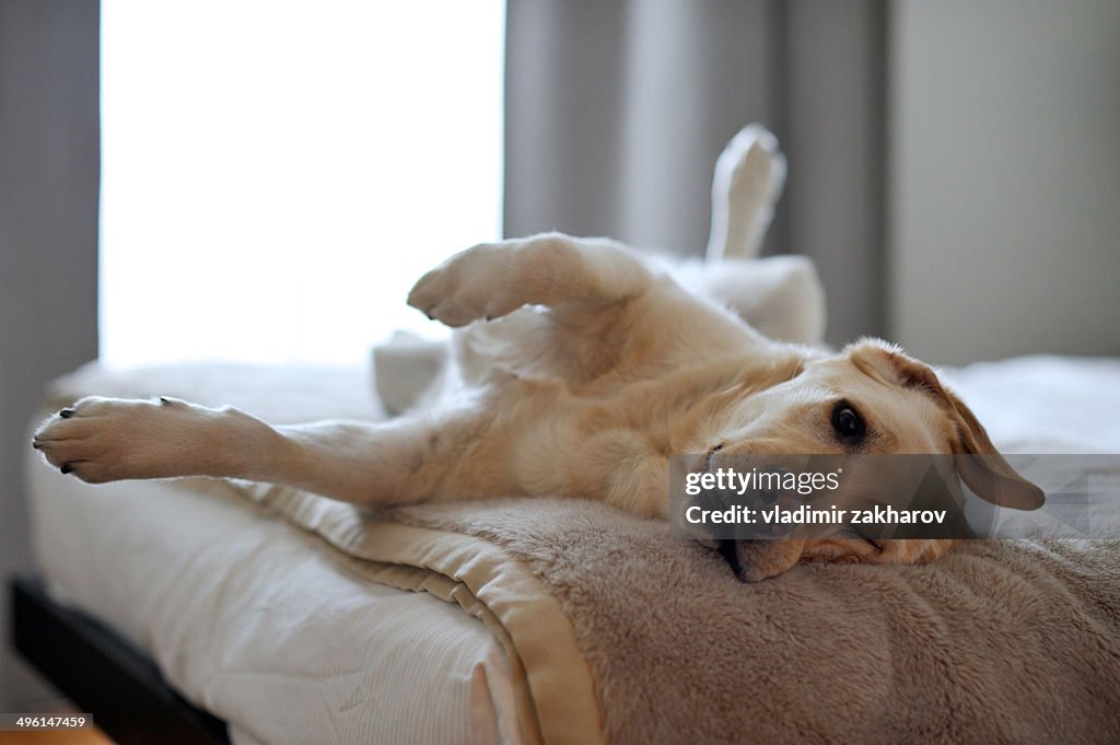 Dog enjoying itself in a bed