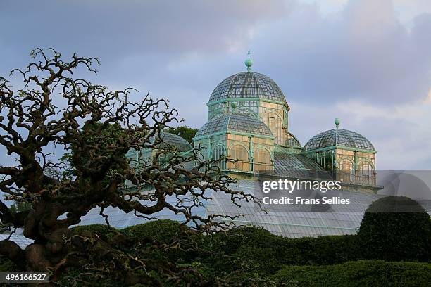 royal greenhouses in laeken (brussels) - palacio real bruselas fotografías e imágenes de stock