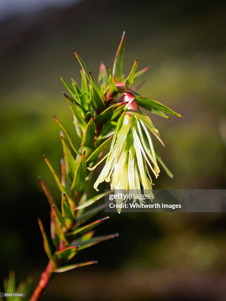 Richea milliganii