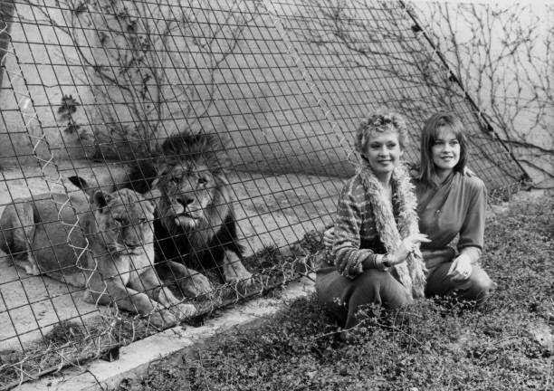 https://media.gettyimages.com/id/496175723/photo/actress-tippi-hedren-and-her-actress-daughter-melanie-griffith-posing-with-the-lions-at-london.jpg?s=612x612&w=0&k=20&c=hfBXEnmE2amhZk3KCiRWTxbL9kaKD0k-ig525DUKsGY=