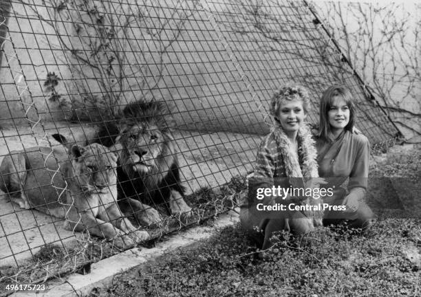 Actress Tippi Hedren and her actress daughter Melanie Griffith posing with the lions at London Zoo, to promote the movie 'Roar', March 29th 1982.