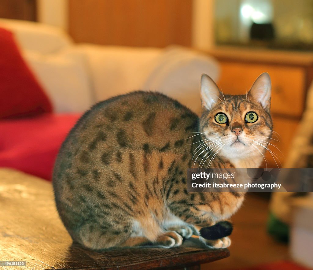 Bengal cat looking up