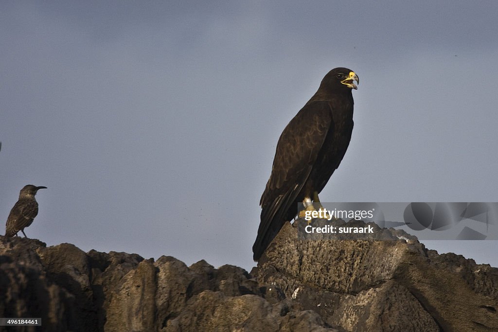 Galapagos Hawk.