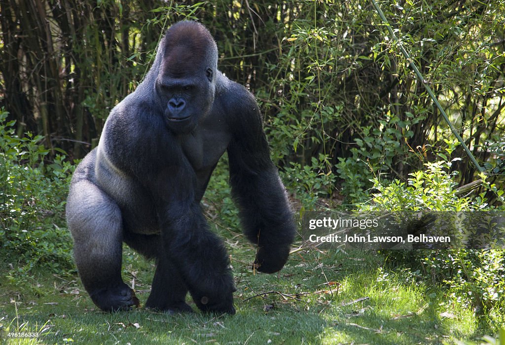 Silverback Gorilla