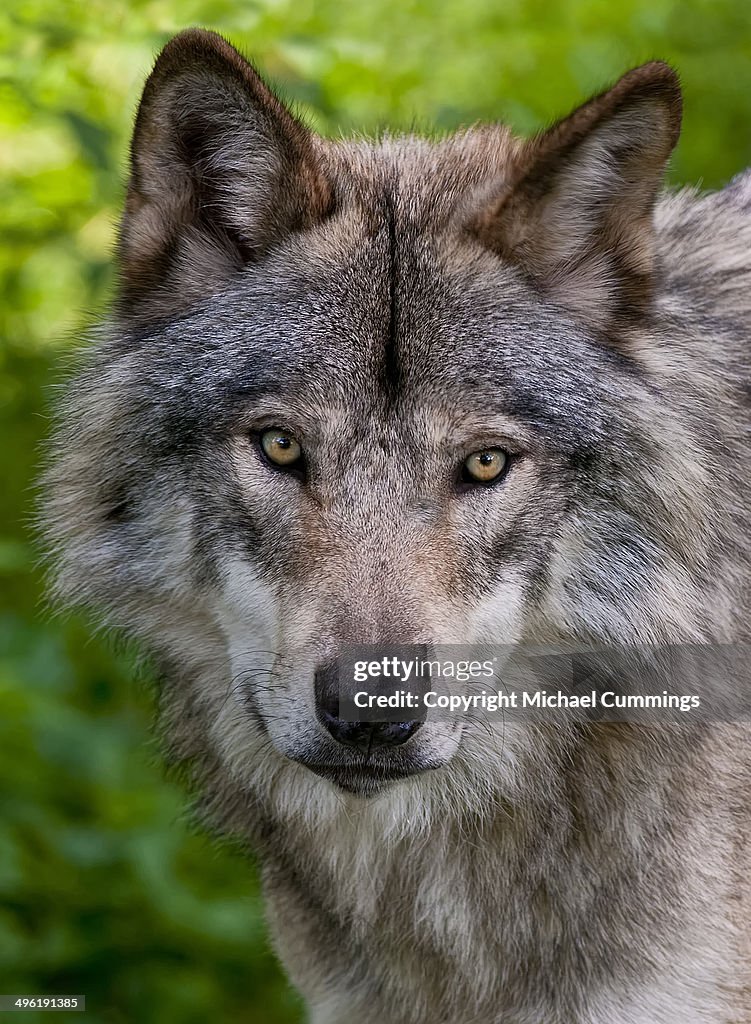 Timberwolf Picture Timber Wolf Pictures High-Res Stock Photo - Getty Images