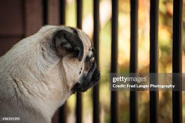 lonely dog behind bars. - puppies behind bars stock pictures, royalty-free photos & images