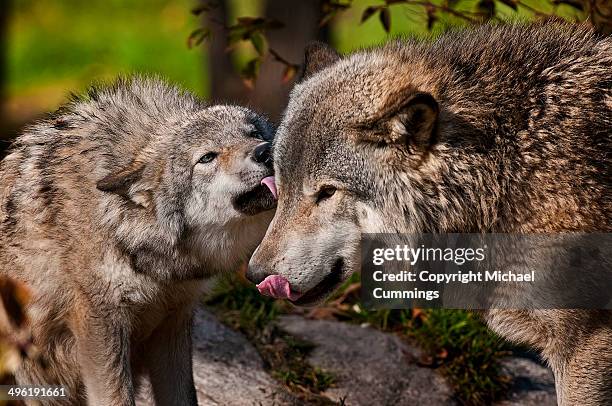 wolf affection - michael wolf stock pictures, royalty-free photos & images
