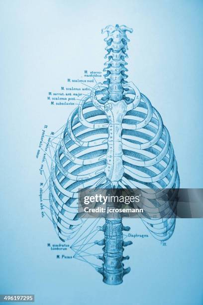 Floating Rib Numbers Floating Rib Photos and Premium High Res Pictures - Getty Images