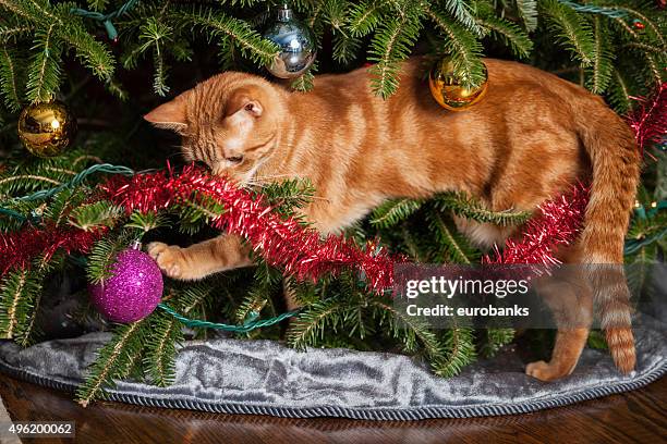 Cat playing in Christmas tree