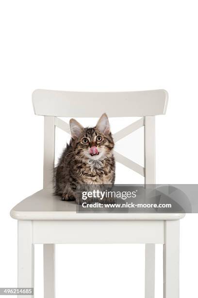 a shortlegged munchin kitten - tabby munchkin cat bildbanksfoton och bilder