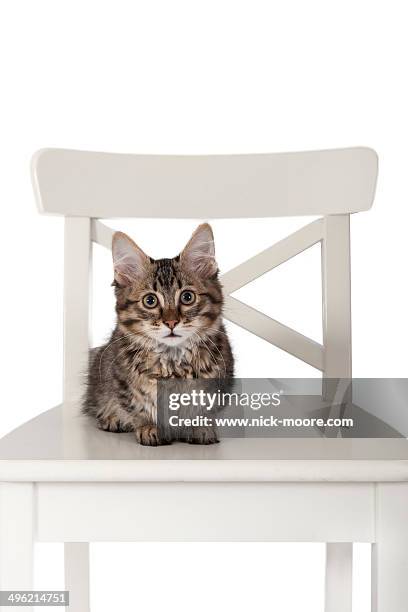 short legged (munchkin breed) kitten - tabby munchkin cat bildbanksfoton och bilder