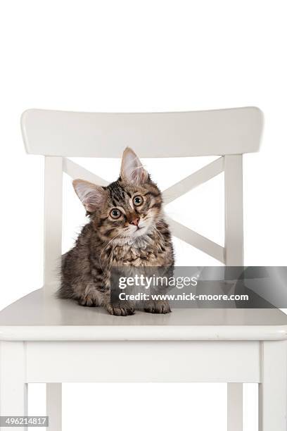 a shortlegged (munchkin) kitten - tabby munchkin cat bildbanksfoton och bilder